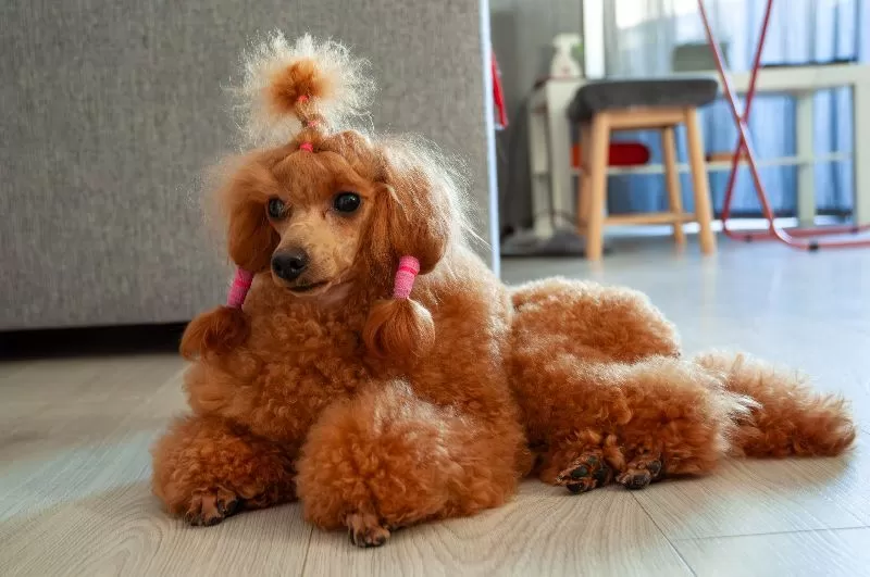 Poznaj Kasandrę, miniaturowego pudla! Przeczytaj o jej codziennych przygodach, pielęgnacji i miłości do odkrywania świata. Porady dotyczące opieki i bezpieczeństwa psów w domu.