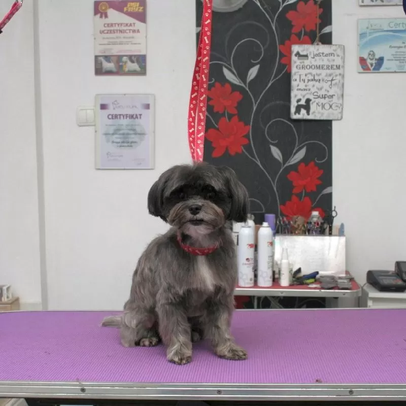 Profesjonalna strzyżarka Szczecin odmieniła wygląd Kundelki Meli! Zobacz, jak grooming poprawił jej samopoczucie i wygląd. Sprawdź pełną relację z metamorfozy!