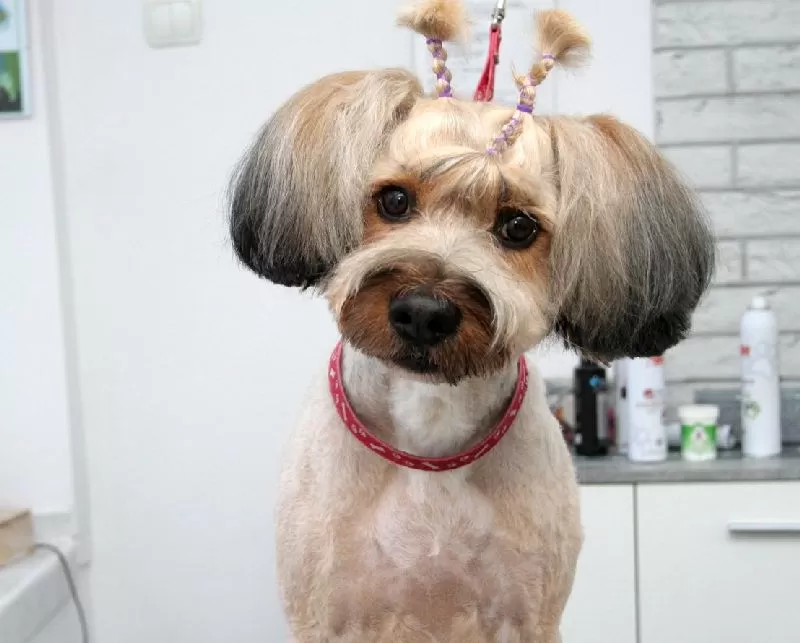 Profesjonalne strzyżenie Kundelka w Szczecinie. Zobacz, jak Lusia przeszła metamorfozę w naszym salonie! Kompleksowa pielęgnacja, kąpiel, strzyżenie i zadowolenie Twojego pupila.