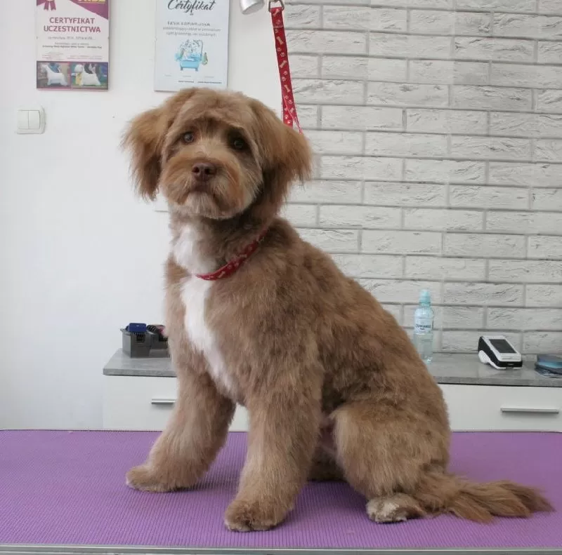 Profesjonalne strzyżenie Kundla w Szczecinie. Zobacz, jak przemieniliśmy tego uroczego psa dzięki kąpieli, suszeniu i precyzyjnemu strzyżeniu. Sprawdź efekty naszej pracy!