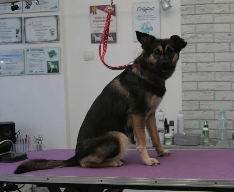 Zobacz niesamowitą metamorfozę Lusi, uroczego kundelka w naszym salonie w Szczecinie! Profesjonalne strzyżenie i pielęgnacja dla Twojego pupila.