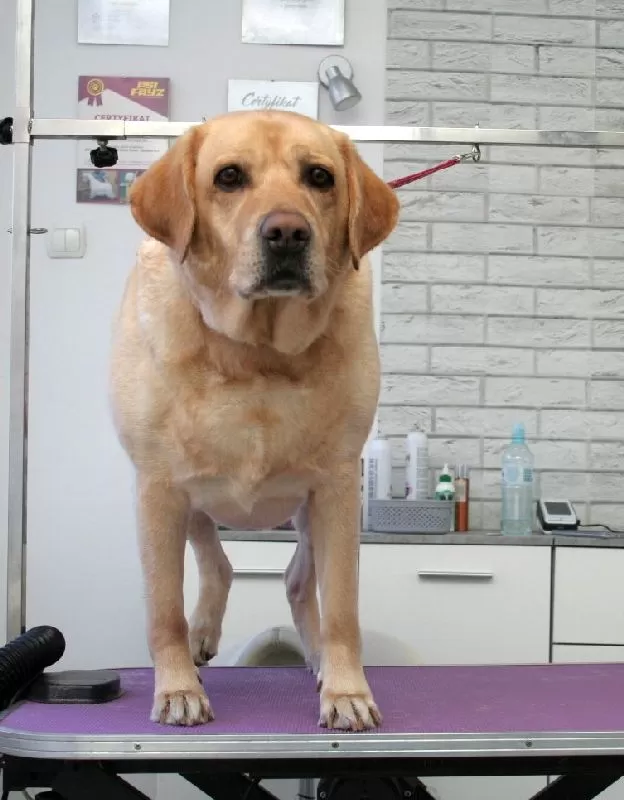 Zobacz, jak profesjonalny grooming w Szczecinie odmienił wygląd Belli, labradorki! Kąpiel, strzyżenie, pielęgnacja sierści – wszystko dla komfortu Twojego pupila. Sprawdź naszą ofertę!