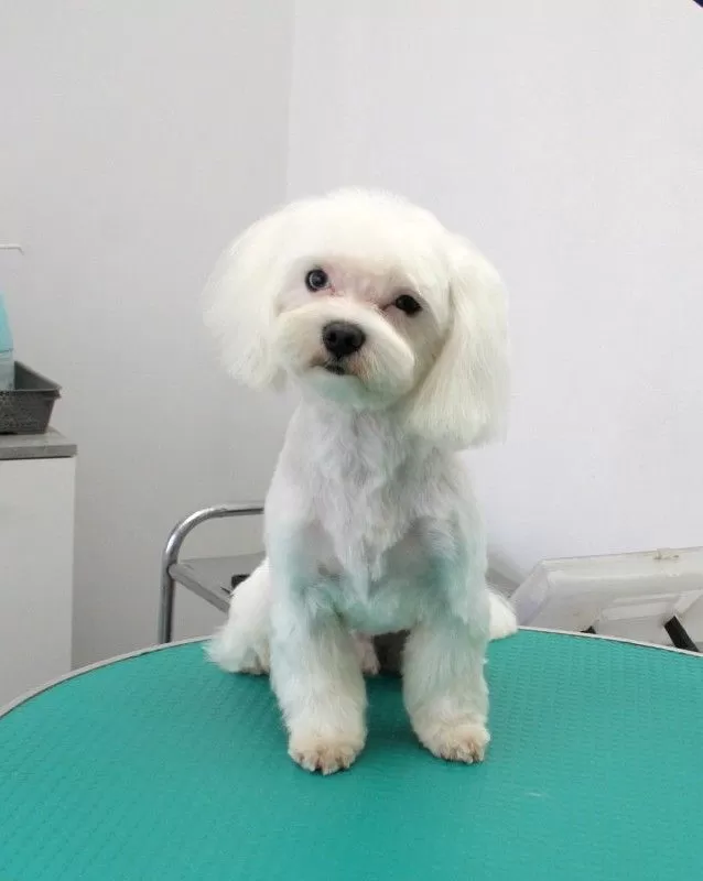 Zobacz metamorfozę Lili, Maltańczyka, po wizycie w naszym salonie groomingu w Szczecinie! Profesjonalna pielęgnacja, strzyżenie i uśmiech Twojego pupila gwarantowane. Sprawdź!