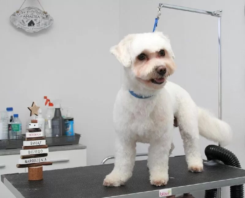 Zobacz metamorfozę Lili, słodkiego Maltanczyka ze Szczecina! Kompleksowa pielęgnacja, profesjonalne strzyżenie, najlepsze kosmetyki. Sprawdź, jak dbamy o Twojego pupila!