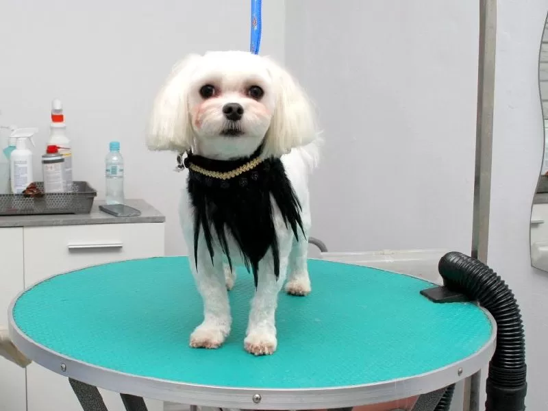 Zobacz metamorfozę Lili, uroczego Maltanczyka ze Szczecina! Profesjonalne strzyżenie i pielęgnacja psów w naszym salonie - sprawdź, jak dbamy o piękno Twojego pupila!