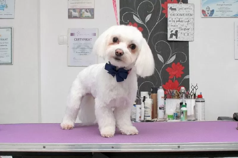 Zobacz metamorfozę Lili! Profesjonalne strzyżenie Maltanczyka w Szczecinie. Delikatne zabiegi, najlepsze kosmetyki, wyjątkowy wygląd. Sprawdź, jak dbamy o Twojego pupila!