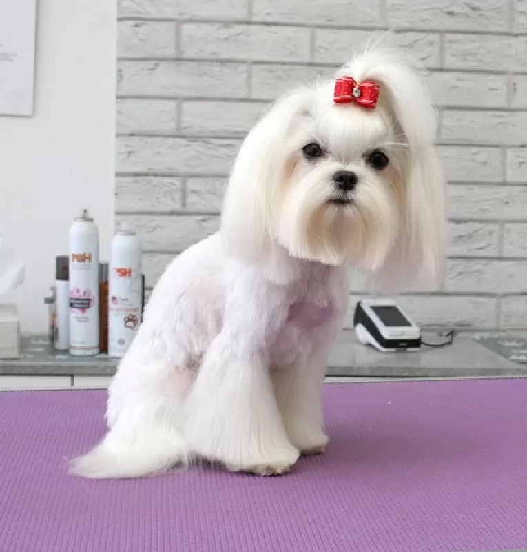 Profesjonalne strzyżenie Maltanczyka w Szczecinie. Zobacz metamorfozę Lili, małej księżniczki po wizycie w naszym salonie groomingu. Kompleksowa pielęgnacja i strzyżenie psów ras małych.