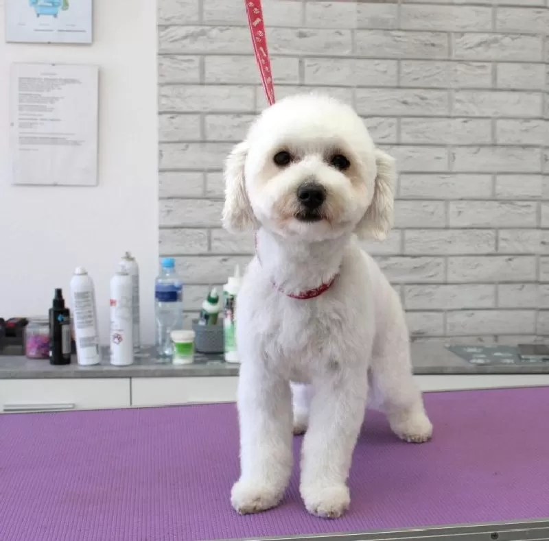 Zobacz przemianę Lili, słodkiego Maltipoo ze Szczecina! Profesjonalne strzyżenie, kąpiel i pielęgnacja. Sprawdź, jak dbamy o psy w naszym salonie!