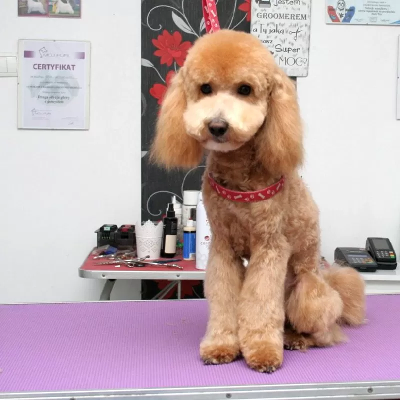 Odkryj metamorfozę Lili, uroczej Maltipoo, po wizycie w naszym salonie groomingu w Szczecinie! Perfekcyjne strzyżenie i pielęgnacja dla Twojego pupila. Zobacz, jak dbamy o Maltipoo!