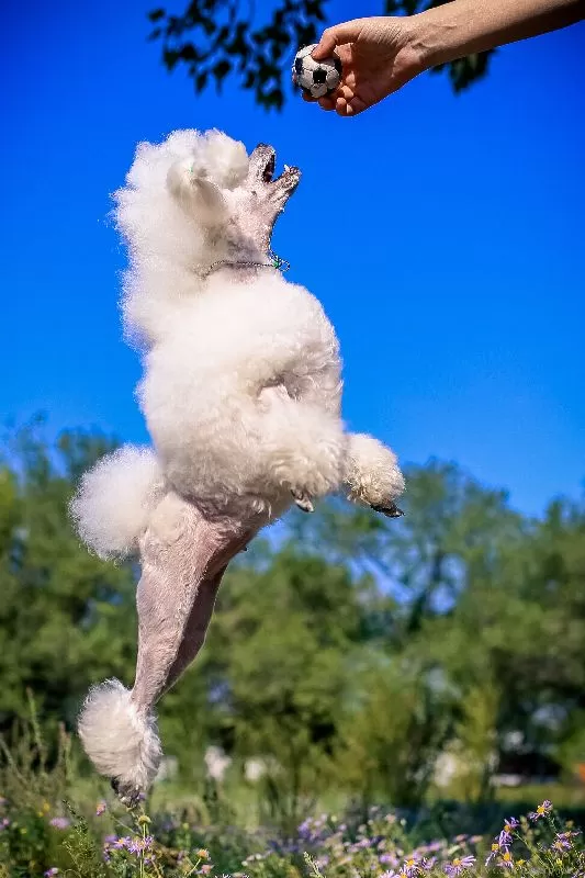 Poznaj Manję, energicznego pudla, którego akrobatyczne popisy na łące zachwycają! Odkryj sekrety radosnego życia i porady dotyczące pielęgnacji pudli. Dowiedz się więcej o bezpiecznych zabawach z psem.