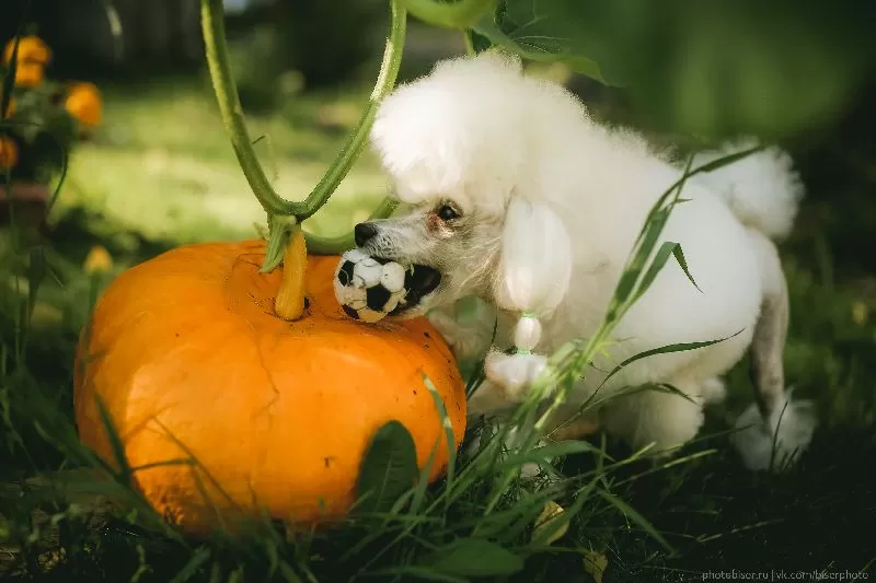 Poznaj przygodę Manji, pudla toy, która odkryła gigantyczną dynię w ogrodzie! Dowiedz się więcej o uroczych psotach, pielęgnacji pudli i bezpieczeństwie psów w ogrodzie. Kliknij i przeczytaj!