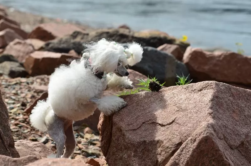 Odkryj przygodę pudla toy Manji na plaży! Porady dotyczące pielęgnacji, bezpieczeństwa psów i zabawy. Sprawdź, jak dbać o swojego małego pupila!