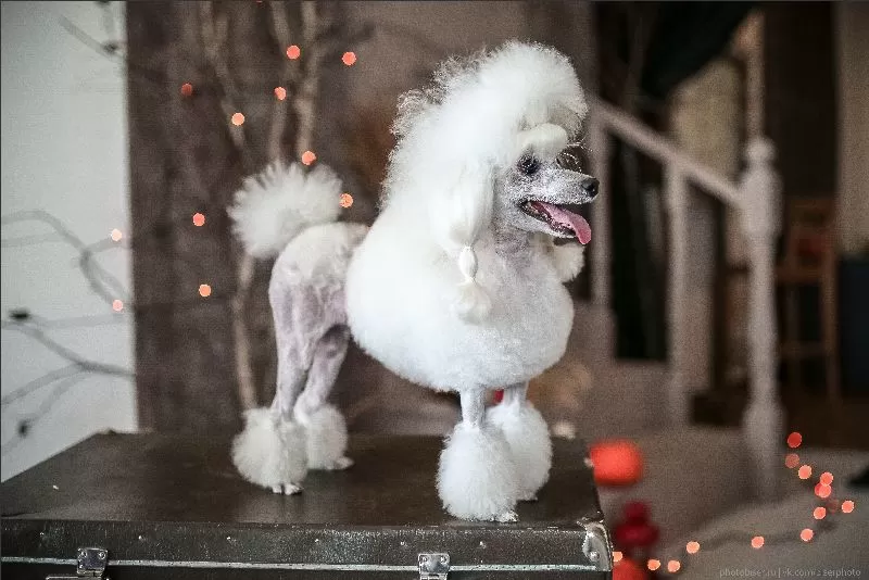 Poznaj wyjątkowe historie psów z naszego salonu w Szczecinie! 🐕✂️ Opowieści o pielęgnacji, strzyżeniu i metamorfozach. Zobacz efekty!