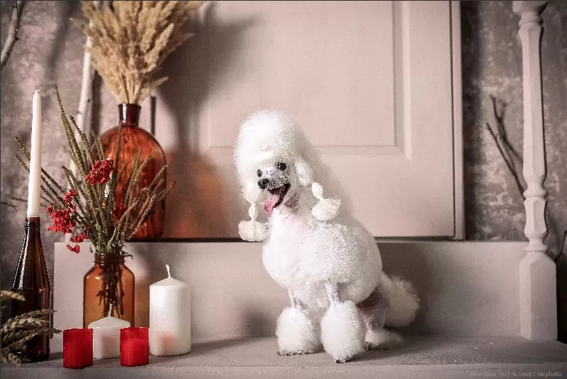 Odkryj uroczą historię Manji, białego pudla, który uwielbia święta! Naucz się, jak dbać o sierść pudla, zapewnić psu bezpieczeństwo w domu i cieszyć się magicznymi chwilami ze swoim pupilem. Poznaj porady грумеры и секреты pielęgnacji.