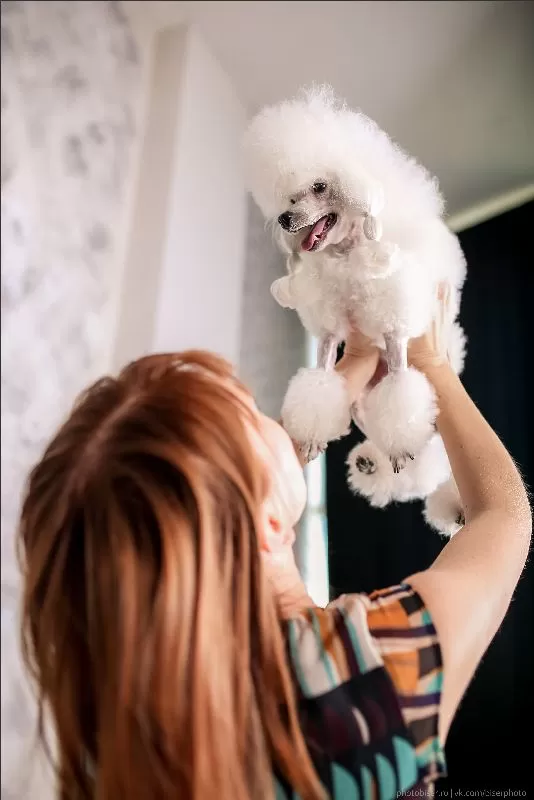 Odkryj wzruszającą historię białego pudla Manji i jego właścicielki. Poznaj sekrety pielęgnacji pudli, bezpieczeństwa psów oraz zabawne anegdoty ze świata zwierząt!