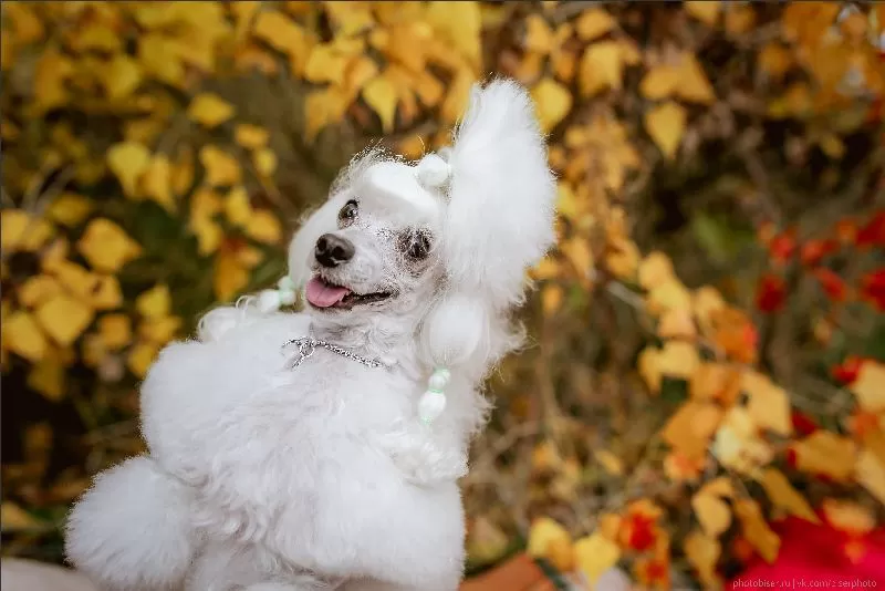 Poznaj Manję, uroczego pudla toy, który udowadnia, że jesień może być pełna radości i elegancji. Dowiedz się więcej o pielęgnacji pudli i odkryj sekrety ich szczęśliwego życia!