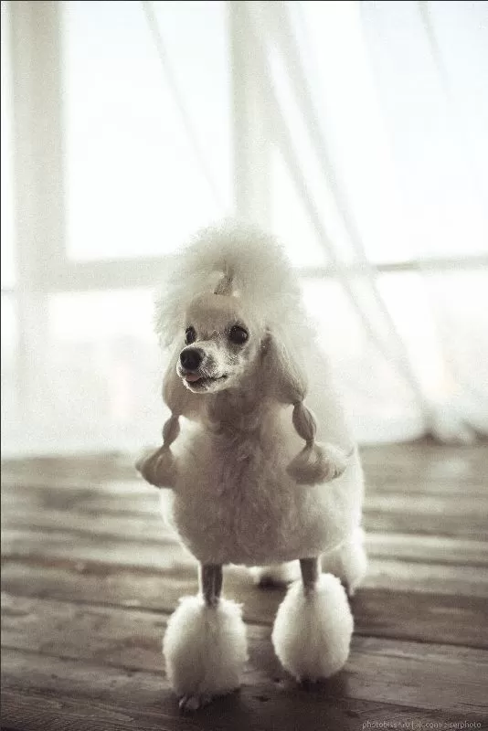 Poznaj Manję, uroczą pudelkę toy, która tańczy niczym baletnica! Odkryj jej rytuały, ciekawostki o rasie i porady dotyczące pielęgnacji. Idealne dla miłośników pudli toy i zabawnych historii o psach.