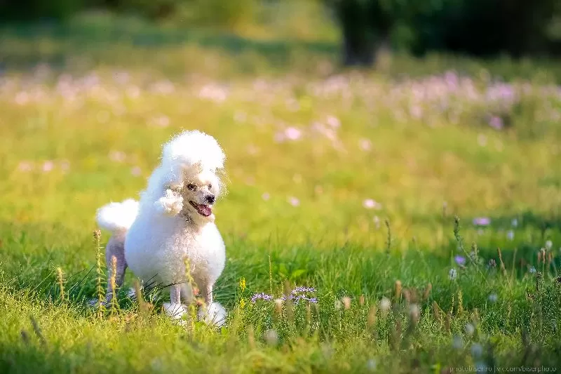 Poznaj Manję, uroczego toy poodle, i jej radosne przygody na łące. Odkryj sekrety pielęgnacji tej rasy i dowiedz się, jak zapewnić swojemu pupilowi szczęśliwe i zdrowe życie. Porady groomera i zabawne anegdoty!