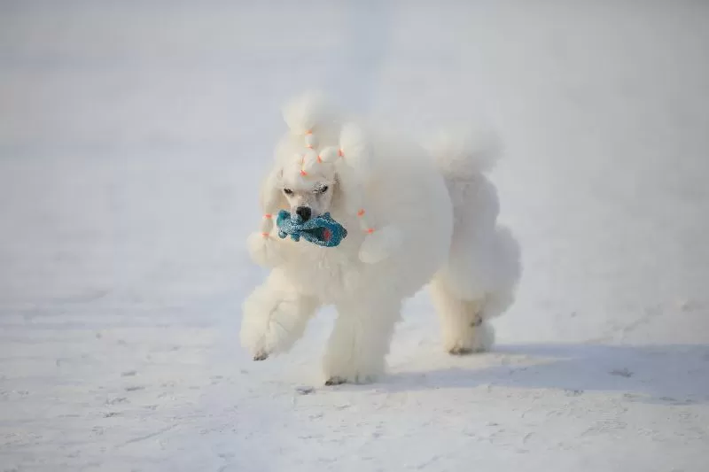Odkryj zimową radość z psem rasy pudel toy! Manja i jej śnieżne przygody. Porady dotyczące bezpieczeństwa, pielęgnacji i zabawy z psem zimą. Dowiedz się więcej!