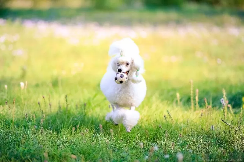 Poznaj przygody Manji, energicznego pudla na łące! Odkryj sekrety pielęgnacji pudli, porady dotyczące bezpieczeństwa i inspirujące historie o psiej radości. Kliknij i dowiedz się więcej!