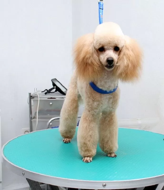 Odkryj metamorfozę Zuzi, pudla miniaturowego w Szczecinie! Zobacz, jak profesjonalny groomer zadbał o jej sierść, zapewniając komfort i elegancję. Poznaj sekrety idealnego strzyżenia i pielęgnacji.