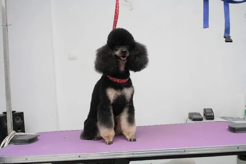 Zobacz oszałamiającą przemianę Lili, miniaturowego pudla, po wizycie w naszym salonie groomingu w Szczecinie! Profesjonalne strzyżenie, kąpiel i pielęgnacja dla Twojego pupila.