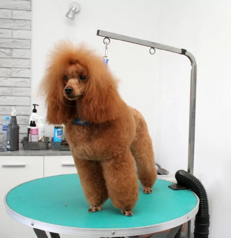 Zobacz niesamowitą przemianę Lili, pudla miniaturowego ze Szczecina! Profesjonalne strzyżenie, pielęgnacja i dbałość o detale. Sprawdź, jak dbamy o Twojego pupila! Salon groomerski Szczecin.