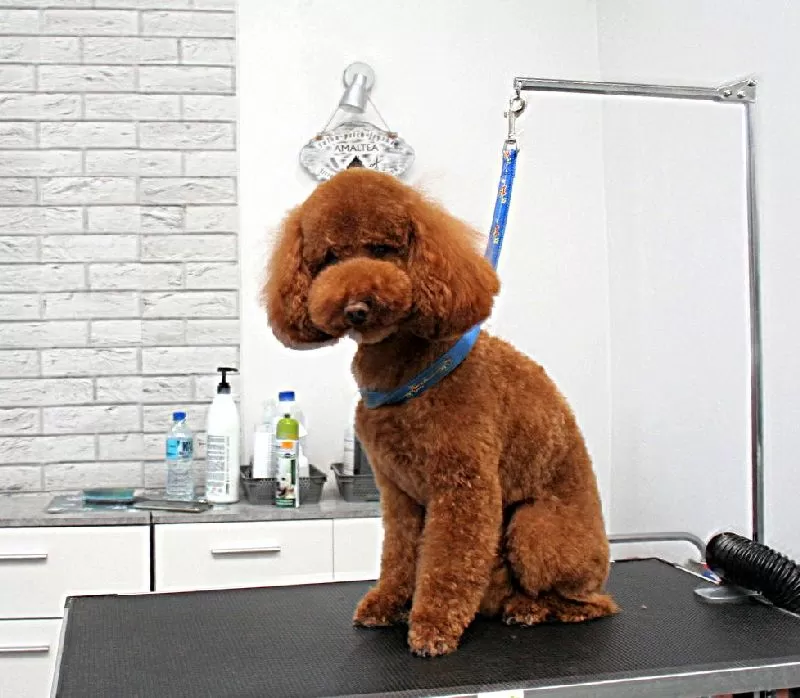 Odkryj metamorfozę Lusi, miniaturowego pudla, w szczecińskim salonie groomingu. Zobacz, jak profesjonalna pielęgnacja sierści i stylizacja pudla miniaturowego podkreśliły jej urok. Efekty przed i po!