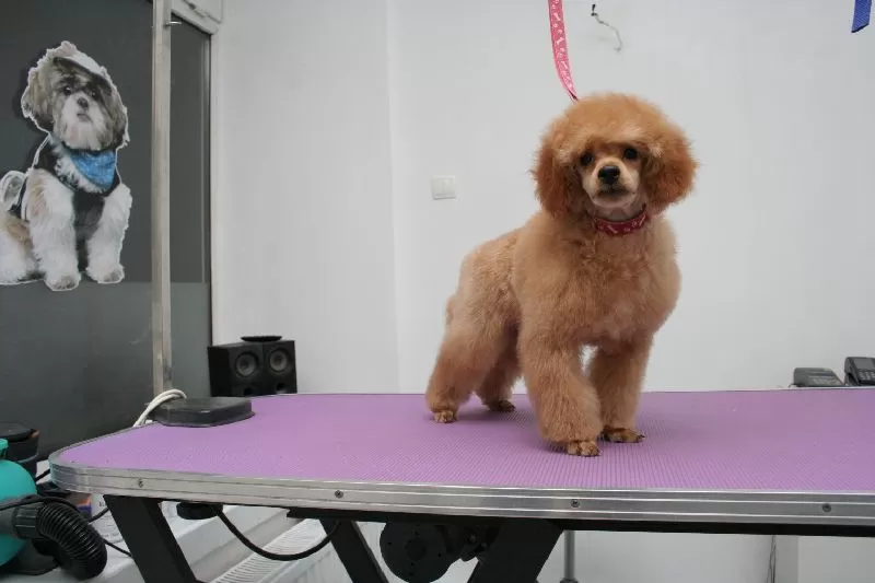 Profesjonalne strzyżenie pudla miniaturowego Lili w Szczecinie. Sprawdź, jak dbamy o piękny wygląd Twojego pupila! Kompleksowa pielęgnacja i indywidualne podejście.