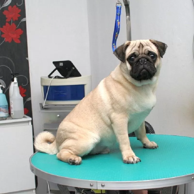 Zobacz metamorfozę Bajki! Profesjonalne strzyżenie Mopsa w Szczecinie. Kąpiel, pielęgnacja sierści i stylizacja dla Twojego pupila. Sprawdź, jak dbamy o Mopsy!