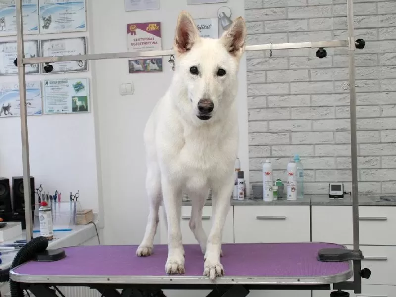 Profesjonalne strzyżenie Owczarka Szwajcarskiego w Szczecinie! Zobacz metamorfozę Luny, od zaniedbanej sierści po olśniewający wygląd. Sprawdź, jak dbamy o komfort i piękno Twojego pupila. Grooming Szczecin, Owczarek Szwajcarski.