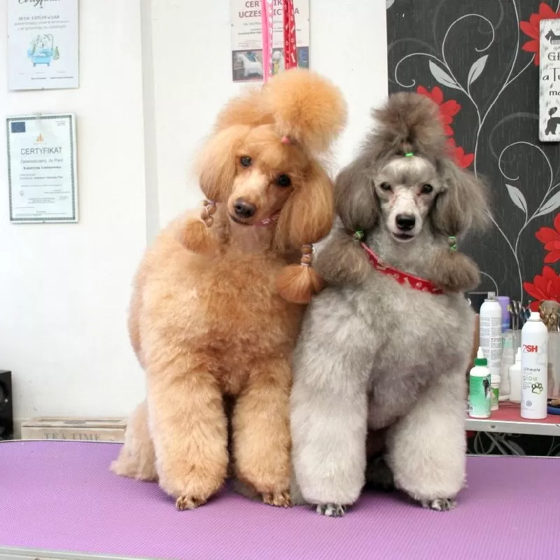 Zobacz metamorfozę Lili, pudla miniaturowego ze Szczecina! Profesjonalne strzyżenie, pielęgnacja i radość w jednym miejscu. Sprawdź, jak dbamy o Twojego pupila!