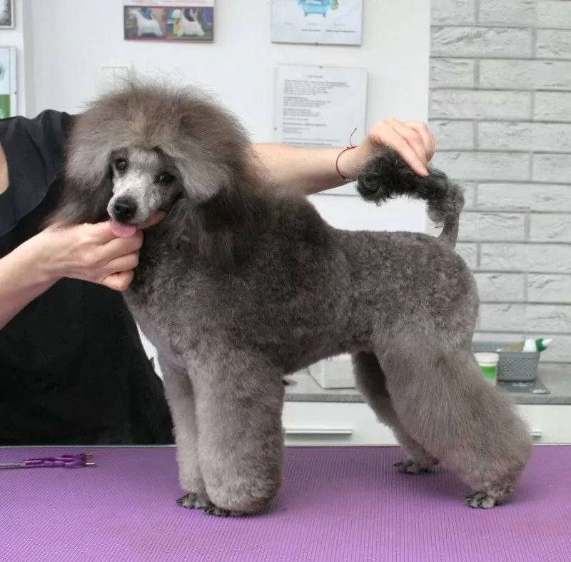 Profesjonalne strzyżenie pudla miniaturowego w Szczecinie! Zobacz metamorfozę Belli i dowiedz się, jak dbamy o sierść Twojego pupila. Najlepszy grooming w mieście!