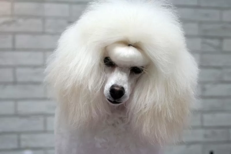 Zobacz metamorfozę Lili, małego pudla w Szczecinie! Profesjonalne strzyżenie, kąpiel i pielęgnacja. Sprawdź, jak dbamy o pupili w naszym salonie!