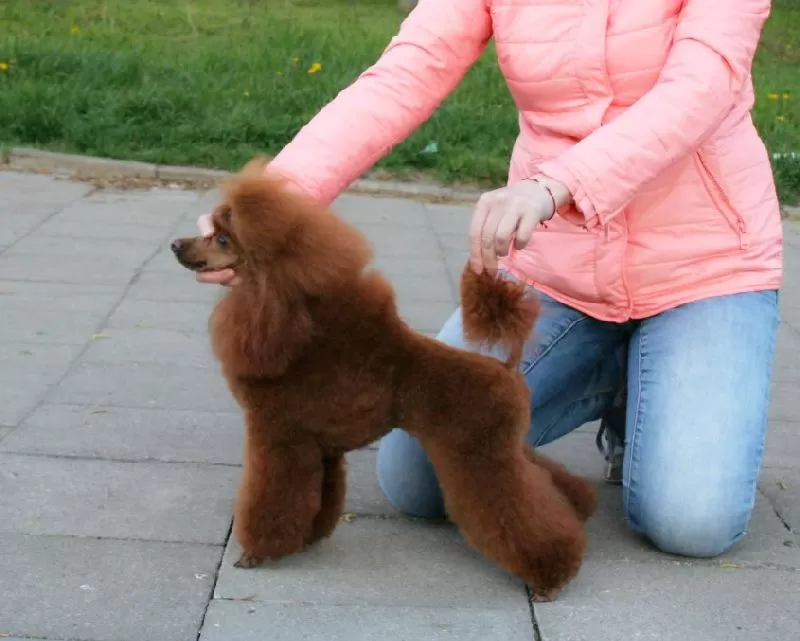 Zobacz, jak mały pudel toy Lili przeszła oszałamiającą metamorfozę w naszym salonie w Szczecinie! Od kąpieli po perfekcyjne strzyżenie – poznaj szczegóły pielęgnacji Lili krok po kroku.