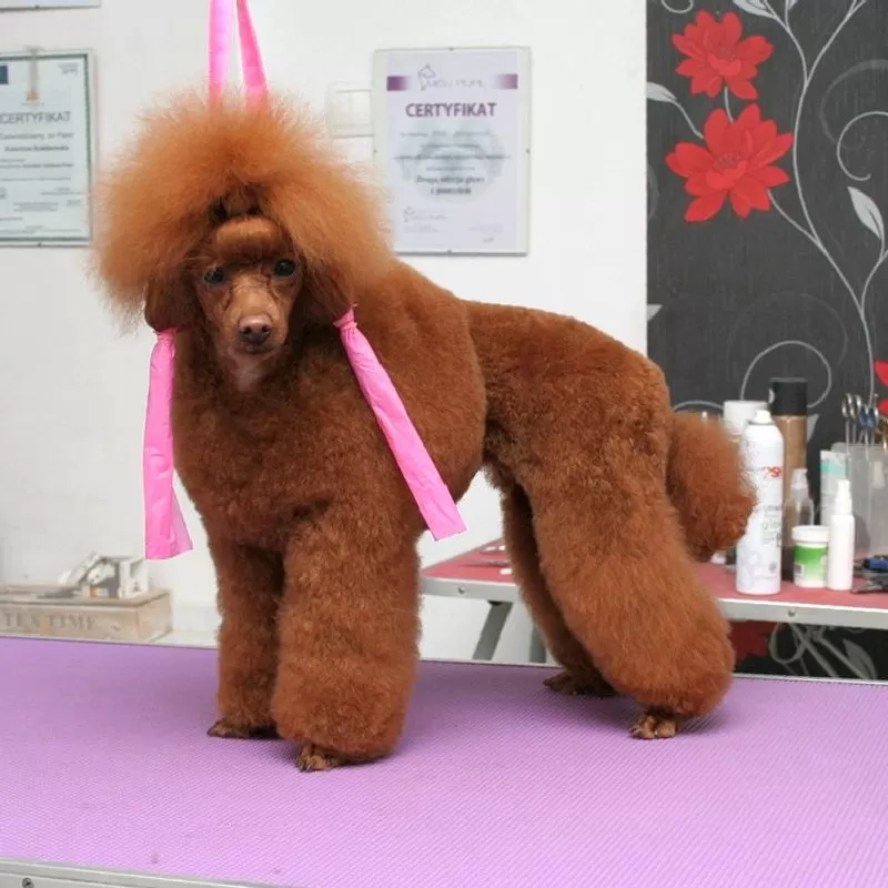 Zobacz metamorfozę Lili, ślicznego pudla toy ze Szczecina! Profesjonalne strzyżenie, pielęgnacja i spa dla Twojego pupila. Kliknij, aby dowiedzieć się więcej!