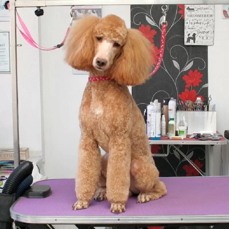 Profesjonalne strzyżenie pudla średniego w Szczecinie. Zobacz metamorfozę Belli! Kąpiel, strzyżenie i pielęgnacja w naszym salonie groomerskim. Sprawdź, jak dbamy o Twojego pupila!