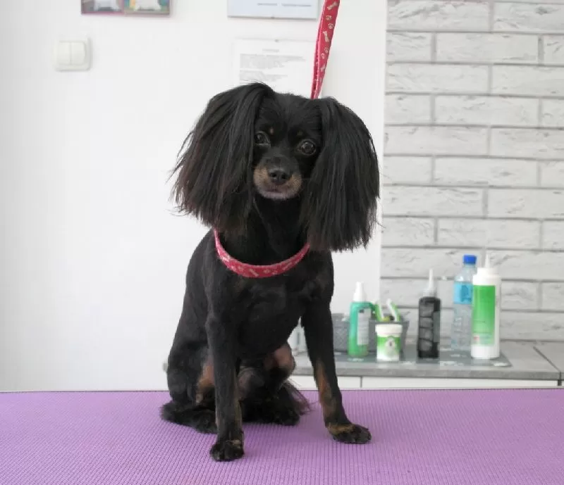 Metamorfoza Lili w Szczecinie! Profesjonalne strzyżenie Rosyjskiego Toy Teriera. Zobacz, jak pielęgnacja zmienia życie i wygląd Twojego pupila! Grooming Szczecin.