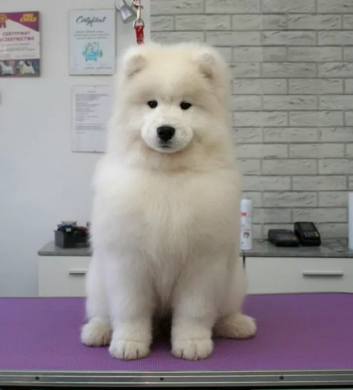 Zobacz metamorfozę Luny! Profesjonalne strzyżenie Samojeda w Szczecinie. Delikatna pielęgnacja, lśniąca sierść i zadowolony pies. Sprawdź, jak dbamy o Twojego pupila!