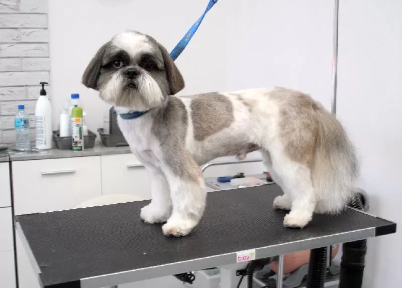 Zobacz metamorfozę Lili! Profesjonalne strzyżenie Shih Tzu w Szczecinie. Kąpiel, strzyżenie, pielęgnacja - wszystko dla pięknego wyglądu Twojego pupila.
