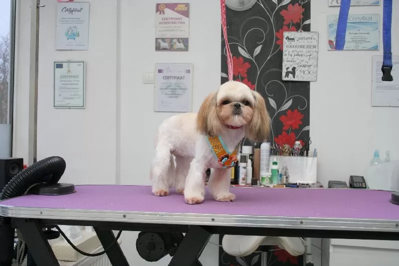 Zobacz metamorfozę Lili, słodkiej Shitzu, po wizycie w naszym salonie groomerskim w Szczecinie. Kompleksowa pielęgnacja i strzyżenie Shitzu na najwyższym poziomie! Sprawdź!