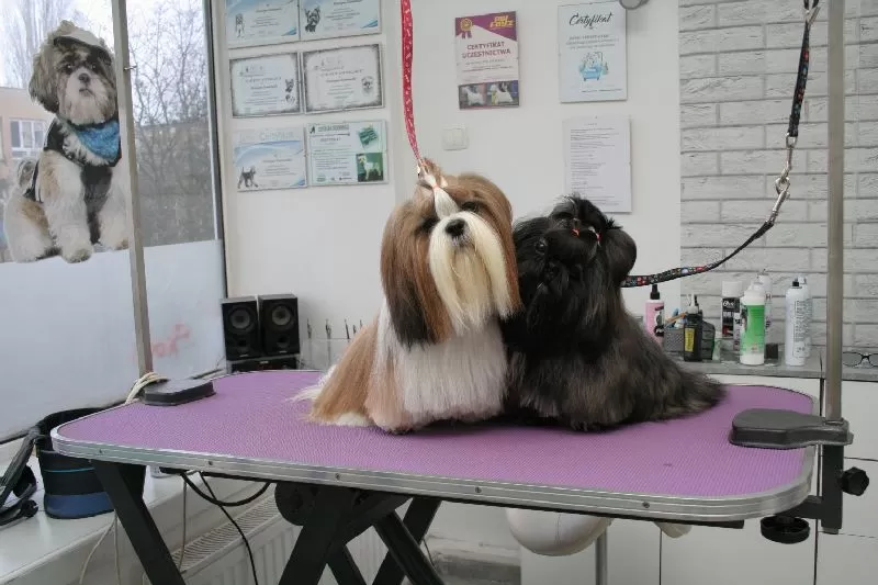 Zobacz niesamowitą przemianę Lili, uroczego Shitzu, po wizycie w naszym salonie w Szczecinie! Profesjonalne strzyżenie Shitzu, kąpiel, pielęgnacja i szczęśliwy pies – sprawdź!