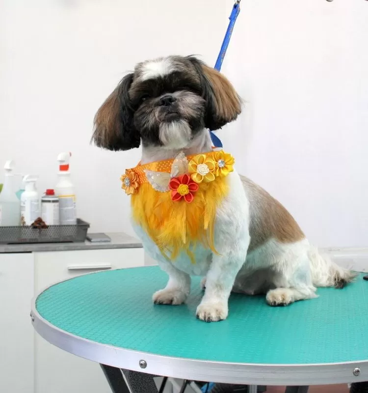 Zobacz, jak przeprowadzamy profesjonalny grooming Shitzu w Szczecinie! Lili przeszła metamorfozę w naszym salonie. Sprawdź szczegóły strzyżenia i pielęgnacji!