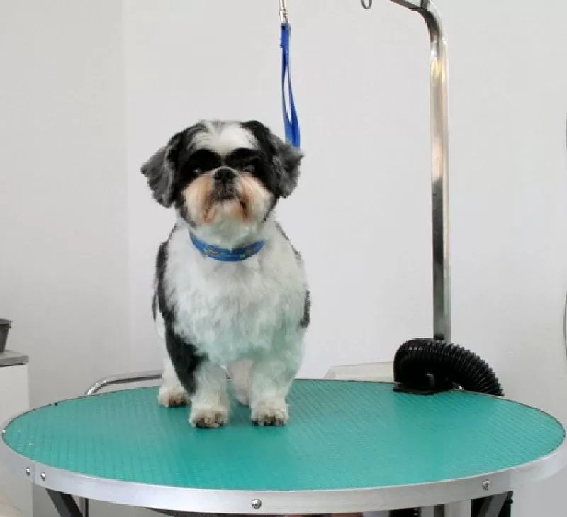 Zobacz, jak mała Lili, Shitzu ze Szczecina, przeszła niesamowitą metamorfozę w naszym salonie! Kompleksowa pielęgnacja, profesjonalne strzyżenie i radość w oczach – wszystko w jednym miejscu. Sprawdź, jak dbamy o naszych czworonożnych przyjaciół!