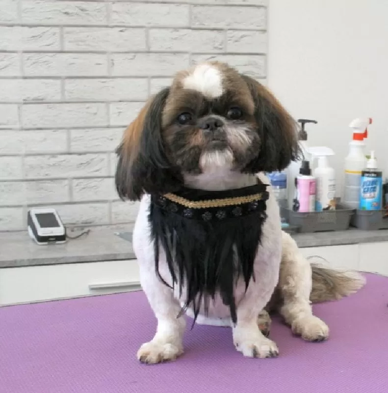 Zobacz metamorfozę Mimi! Profesjonalne strzyżenie Shitzu w Szczecinie. Kąpiel, modelowanie sierści i obcinanie pazurków – wszystko, co kochają pupile!