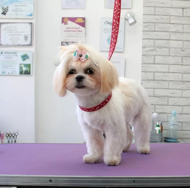 Zobacz metamorfozę Lili, Shitzu ze Szczecina! Profesjonalne strzyżenie i pielęgnacja w salonie groomingu. Sprawdź, jak dbamy o Twojego pupila!