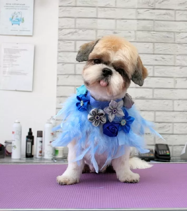 Zobacz, jak przemieniliśmy uroczą Shih Tzu, Lili, w naszym salonie w Szczecinie! Profesjonalne strzyżenie, kąpiel i stylizacja – wszystko dla piękna Twojego pupila. Sprawdź naszą ofertę!