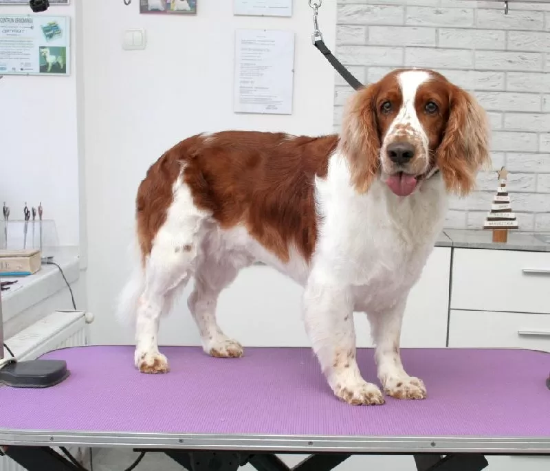 Zobacz, jak przeprowadziliśmy profesjonalną pielęgnację i strzyżenie springer spaniela w Szczecinie. Sprawdź, jakie zabiegi sprawiły, że Iskierka wygląda olśniewająco!