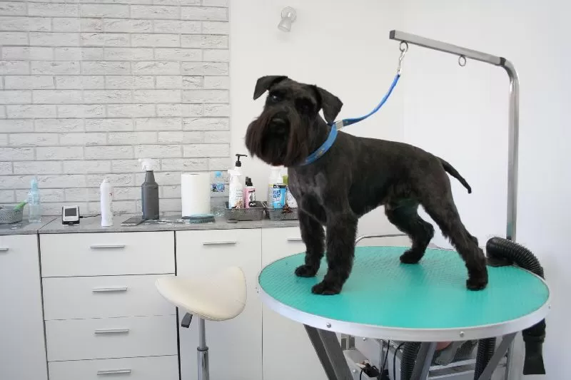 Profesjonalne strzyżenie Sznaucera Miniaturowego w Szczecinie. Sprawdź, jak zadbaliśmy o Lusię: kąpiel, strzyżenie i pielęgnacja. Zobacz metamorfozę! Zapisz swojego pupila już dziś!