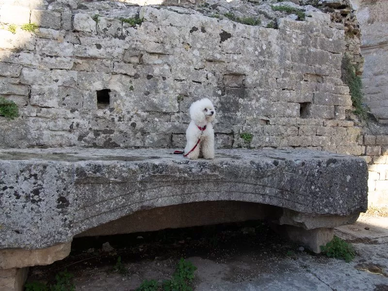 Poznaj przygodę Toffie, pudelka toy, w starożytnych ruinach. Odkryj tajniki pielęgnacji pudli toy, bezpieczeństwo na wakacjach i ciekawostki o tej rasie. Zobacz, jak dbać o swojego pupila!